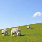 Tohuus 度假居 Wesselburenerkoog